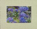 English Lilac